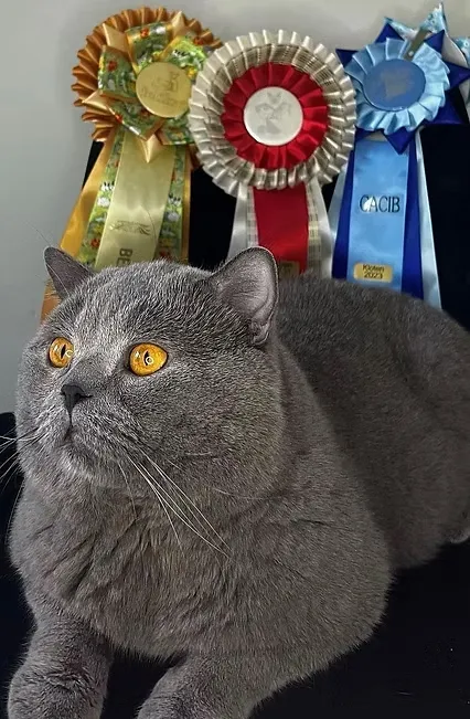 Supreme Champion Bartholomeus