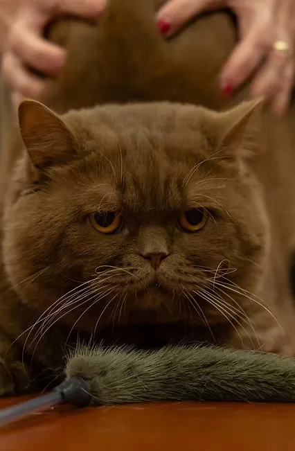 Grand International Champion Fashion Risk